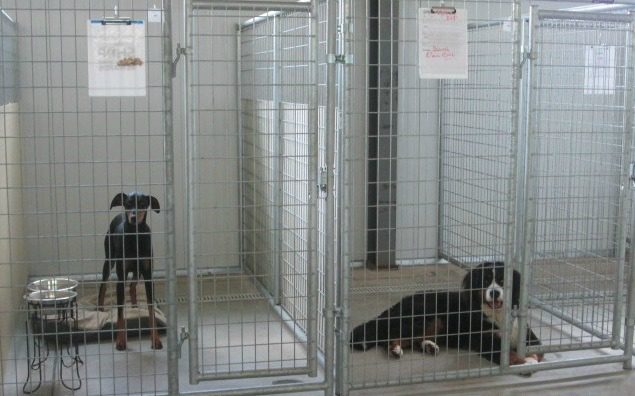 Two dogs inside their cages