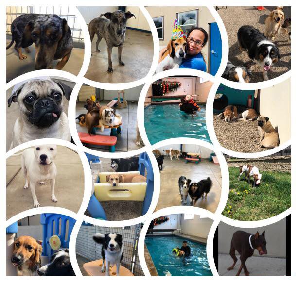 Collage of dogs in daycare, swim therapy, and training