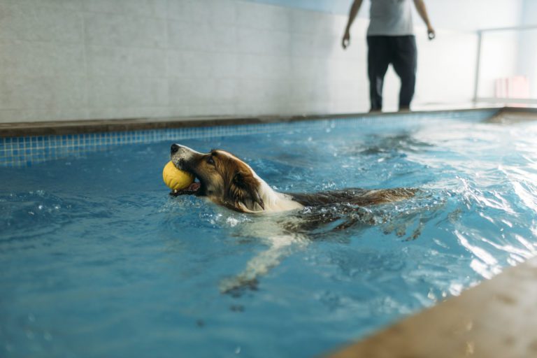 Border Collie carrying ball in mouth while swimming at physiotherapist center