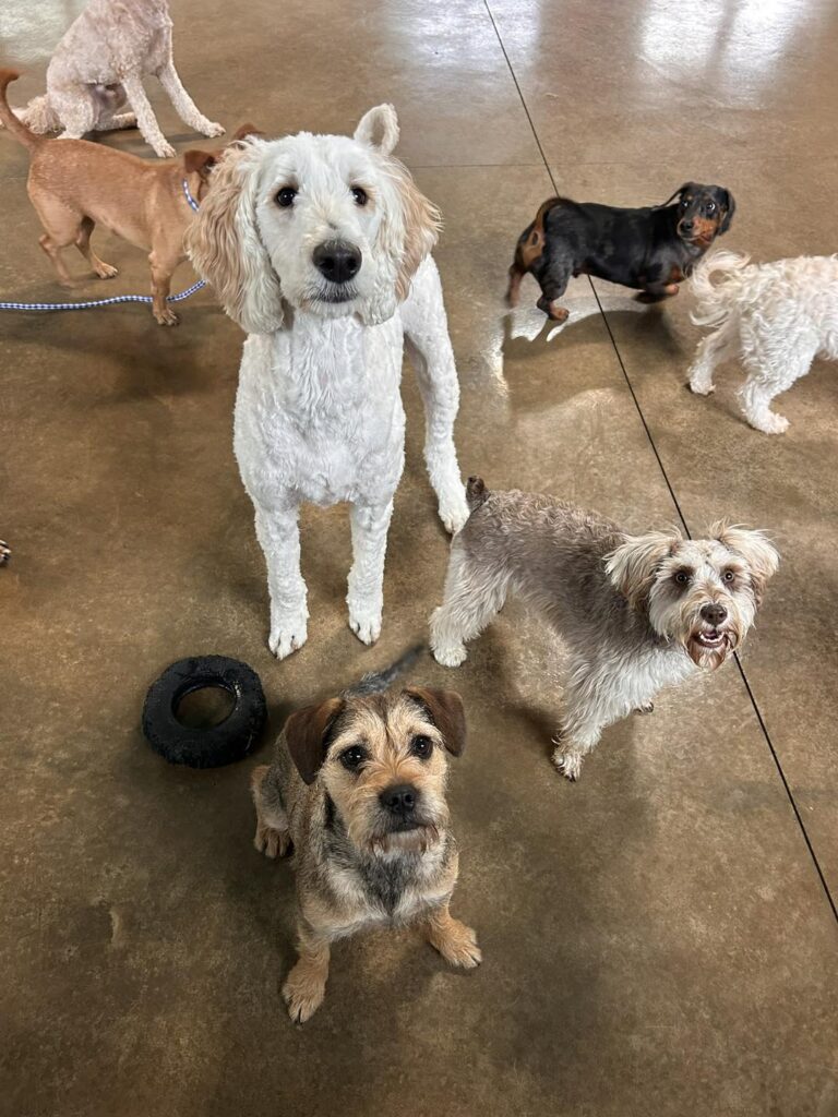 Dogs Enjoying dog daycare at Pampered Pets