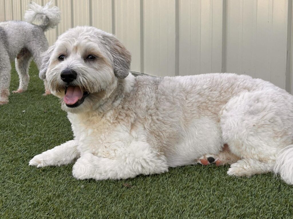 Dog relaxing for Dog Boarding